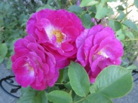 My Rose in the front garden