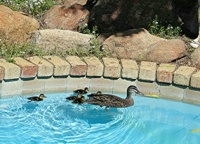 Pesky visitors to my swimming pool