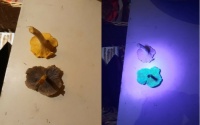 Fluorescent fungi - Lightbulb vs. UV-light,