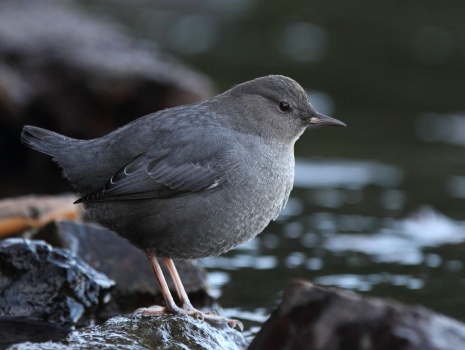 Solve American Dipper jigsaw puzzle online with 35 pieces