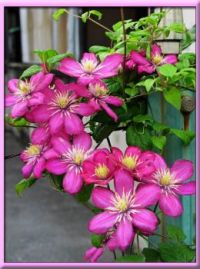 pretty pink flowers