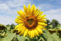 Zonnebloem