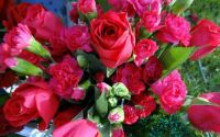 Flowers  (26)
