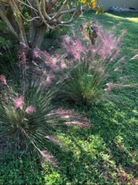 Muhly grass blooming