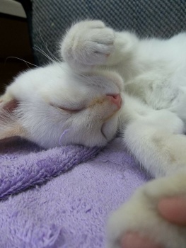 Baby Marshmallow napping