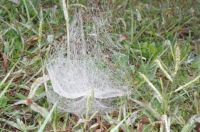 spiderweb 3
