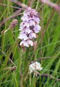 Orchid