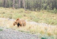 Bear in Alaska