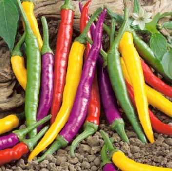 Colorful Cayenne Blend Peppers