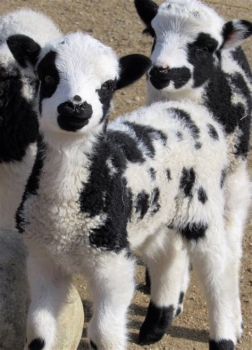 Jacob lambs, a rare and very cute breed