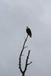 Bald eagle in Alaska