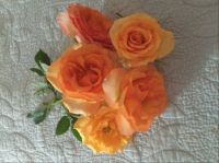 From my garden. Miniature roses.