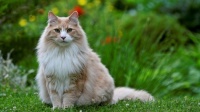 Standing cat