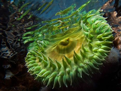 green-anemone-vancouver-island