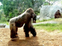 San Diego Zoo - gorillas