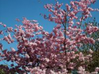 Cherry Blossom - Spring at last