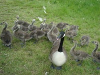 Geese in Enfield Park