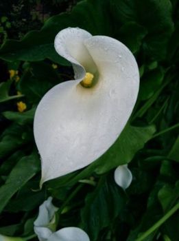 Cala Lily in Early Morning