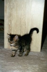 Mini fluffy kitty