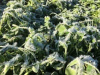 Ice Crystals in the Sun