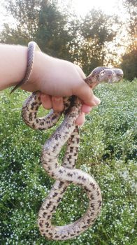 Prairie Kingsnake