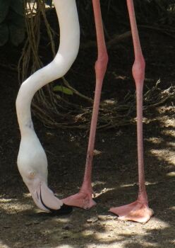 Flamingo - Bali Bird Park, 2010