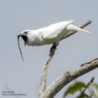 White Bellbird