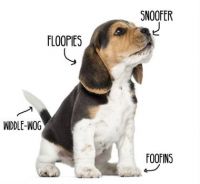 Anatomy of a Beagle