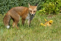 I'm Feeling Like a Fox Today