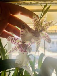 Tahoma Glacier “Ithan” Orchid