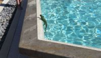 poolside