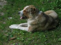 bulgarian mountain dog