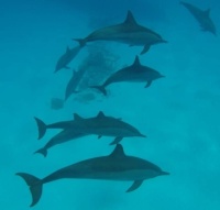 Delfíni pod mořskou hladinou...  Dolphins under the sea's surface...
