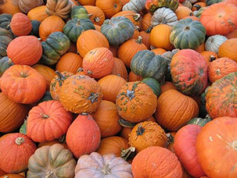 All sorts of pumpkins & squash