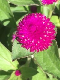 Denver Botanic Gardens