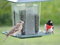 More new arrivals: Rose-Breasted Grosbeaks
