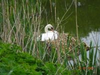 labuť na hnízdě - swan on the nest