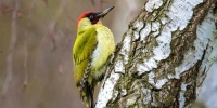 Strakapoud - Green Woodpecker (Picus viridis)