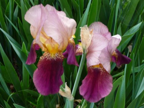 Purple Iris - difficult