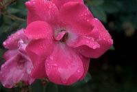 Rose after a rain shower
