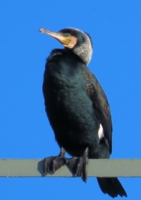 cormorant in breeding colors (aalscholver in broedkleed)