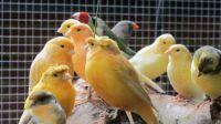 Canaries and Finches