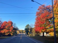 Foliage at the  Bridge