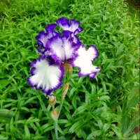 My favourite Iris.