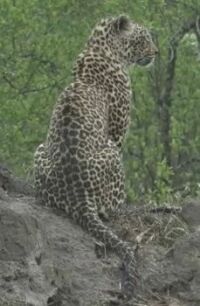 Thandi