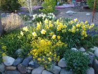 Daffodils on the backyard berm