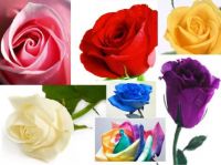 Roses