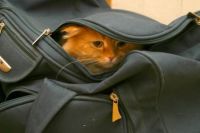 don't let the cat out of the bag