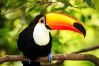 TOUCAN 🦜
