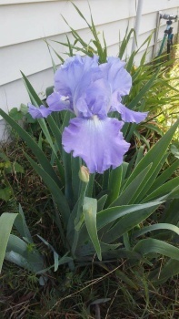 Iris2022